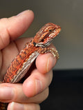 RM792, male, leatherback, possible het trans, 75% Red Monster bearded dragon for sale