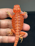 RM793, male, hypo, leatherback, 75% Red Monster bearded dragon for sale