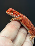 RM793, male, hypo, leatherback, 75% Red Monster bearded dragon for sale