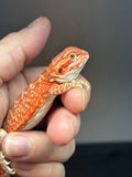 RM794, female, hypo, leatherback, 75% Red Monster bearded dragon for sale