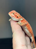 RM794, female, hypo, leatherback, 75% Red Monster bearded dragon for sale