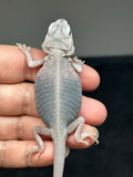 #1426, female, hypo, trans, leatherback, possible het wits, Zero Bearded Dragon for sale