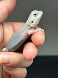 #1426, female, hypo, trans, leatherback, possible het wits, Zero Bearded Dragon for sale
