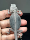 #1427, female, hypo, trans, possible het wits, Zero Bearded Dragon for sale