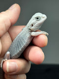 #1427, female, hypo, trans, possible het wits, Zero Bearded Dragon for sale