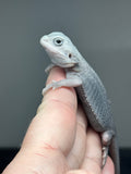 #1427, female, hypo, trans, possible het wits, Zero Bearded Dragon for sale