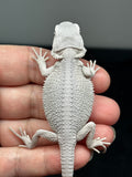#1428, female, hypo, possible het wits/trans, Zero Bearded Dragon for sale