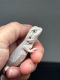#1428, female, hypo, possible het wits/trans, Zero Bearded Dragon for sale