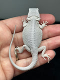 #1428, female, hypo, possible het wits/trans, Zero Bearded Dragon for sale