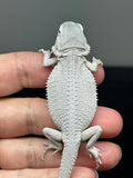 #1430, male, hypo, possible het wits/trans, Zero Bearded Dragon for sale