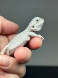 #1430, male, hypo, possible het wits/trans, Zero Bearded Dragon for sale