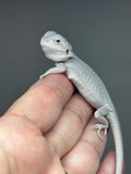 #1430, male, hypo, possible het wits/trans, Zero Bearded Dragon for sale