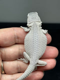 1431, male, hypo, possible het wits/trans, Zero Bearded Dragon for sale