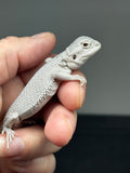 1431, male, hypo, possible het wits/trans, Zero Bearded Dragon for sale