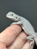 1431, male, hypo, possible het wits/trans, Zero Bearded Dragon for sale
