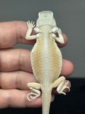 #1433, male, hypo, leatherback, possible het zero/trans, Witblits Bearded dragon for sale