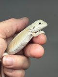 #1433, male, hypo, leatherback, possible het zero/trans, Witblits Bearded dragon for sale