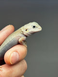 Baby Witblits bearded dragon, translucent, leatherback, hypo, left sided view 