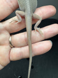 #1434, male, hypo, trans, leatherback, possible het zero, Witblits Bearded dragon for sale