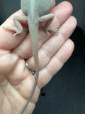 #1434, male, hypo, trans, leatherback, possible het zero, Witblits Bearded dragon for sale