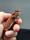 Red Monster Bearded dragon, Red bearded dragon, right sided view. 