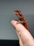 Baby Red Monster, red bearded dragon, left sided view 
