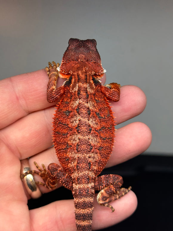 RM436 male, 100% Red Monster, het hypo