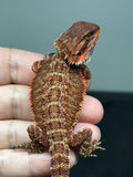 RM796, male, possible het trans, 75% Red Monster bearded dragon for sale