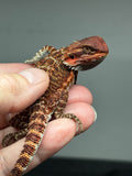 Red Monster Bearded dragon, Red Bearded dragon, right sided view
