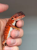 RM436 male, 100% Red Monster, het hypo