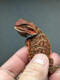 Red Monster Bearded Dragon, Red Bearded dragon, left sided view