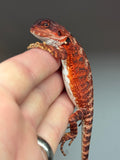 RM436 male, 100% Red Monster, het hypo