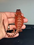 RM436 male, 100% Red Monster, het hypo