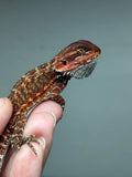 RM796, male, possible het trans, 75% Red Monster bearded dragon for sale