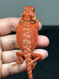 RM797, male, hypo, possible het albino, 50% Red Monster bearded dragon for sale