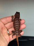 RM437 female, 100% Red Monster, het hypo, leatherback