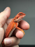RM797, male, hypo, possible het albino, 50% Red Monster bearded dragon for sale