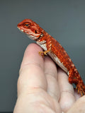 RM797, male, hypo, possible het albino, 50% Red Monster bearded dragon for sale
