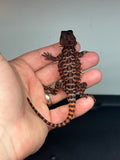 RM437 female, 100% Red Monster, het hypo, leatherback