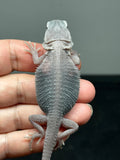 #1435, male, hypo, trans, possible het wits, Zero Bearded Dragon for sale
