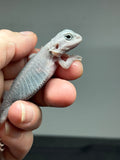 #1435, male, hypo, trans, possible het wits, Zero Bearded Dragon for sale