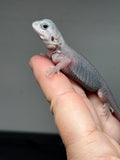 #1435, male, hypo, trans, possible het wits, Zero Bearded Dragon for sale