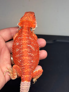 RM440 male, 50% Red Monster, hypo