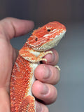 RM440 male, 50% Red Monster, hypo