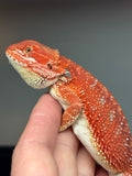 RM440 male, 50% Red Monster, hypo