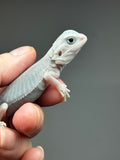 #1436, male, hypo, trans, leatherback, possible het wits, Zero Bearded Dragon for sale
