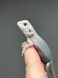 #1436, male, hypo, trans, leatherback, possible het wits, Zero Bearded Dragon for sale