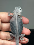 #1437, male, hypo, trans, possible het wits, Zero Bearded Dragon for sale