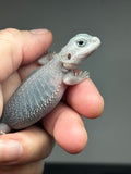 #1437, male, hypo, trans, possible het wits, Zero Bearded Dragon for sale