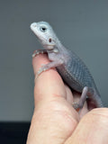 #1437, male, hypo, trans, possible het wits, Zero Bearded Dragon for sale